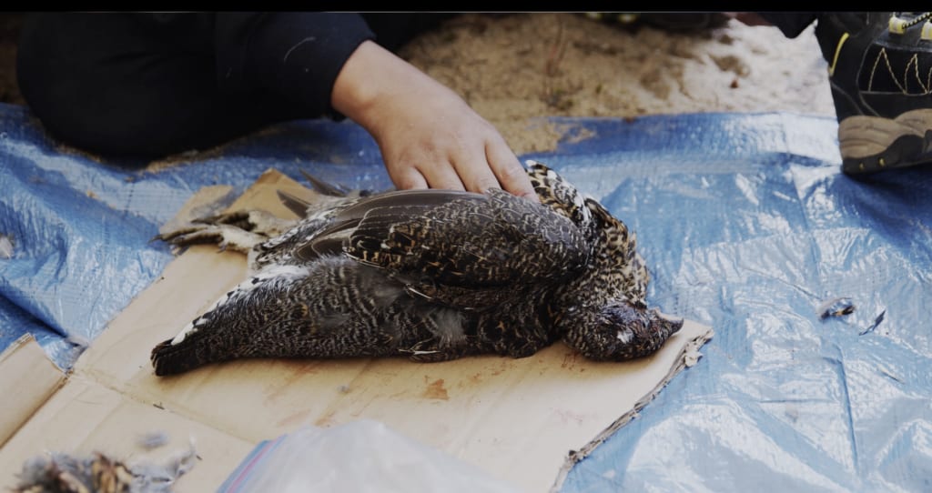 Partridge Cleaning